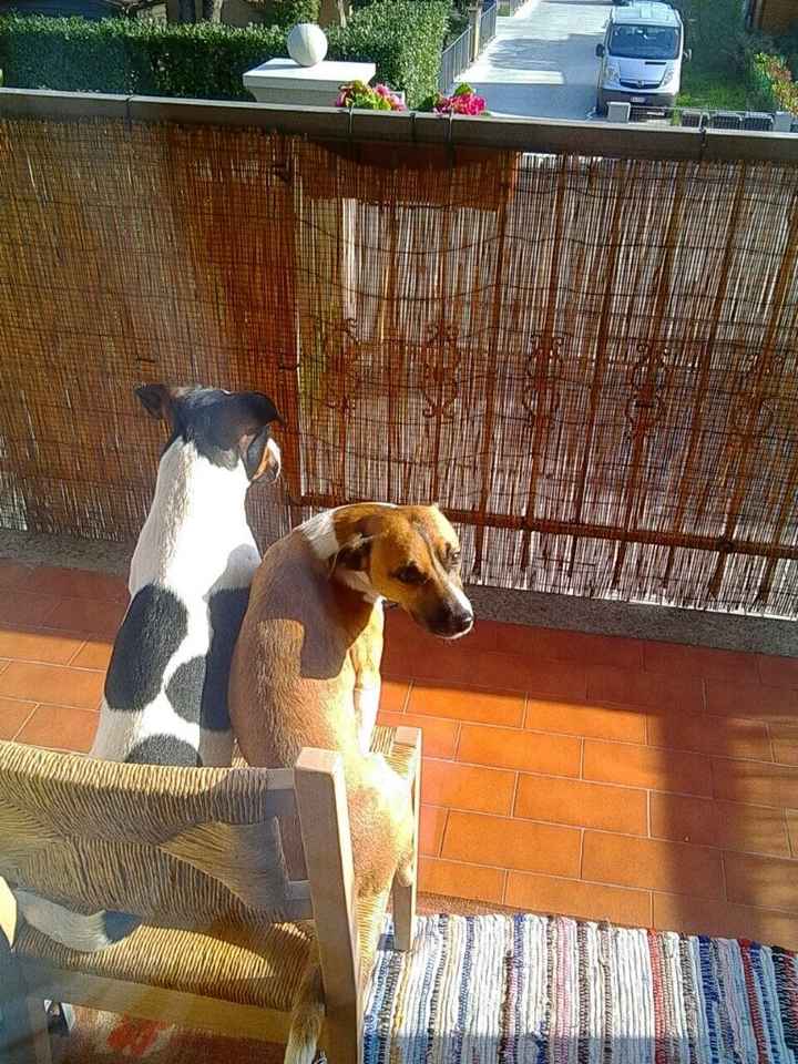 Matrimonio 4 zampe - 1