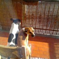 Matrimonio 4 zampe - 1