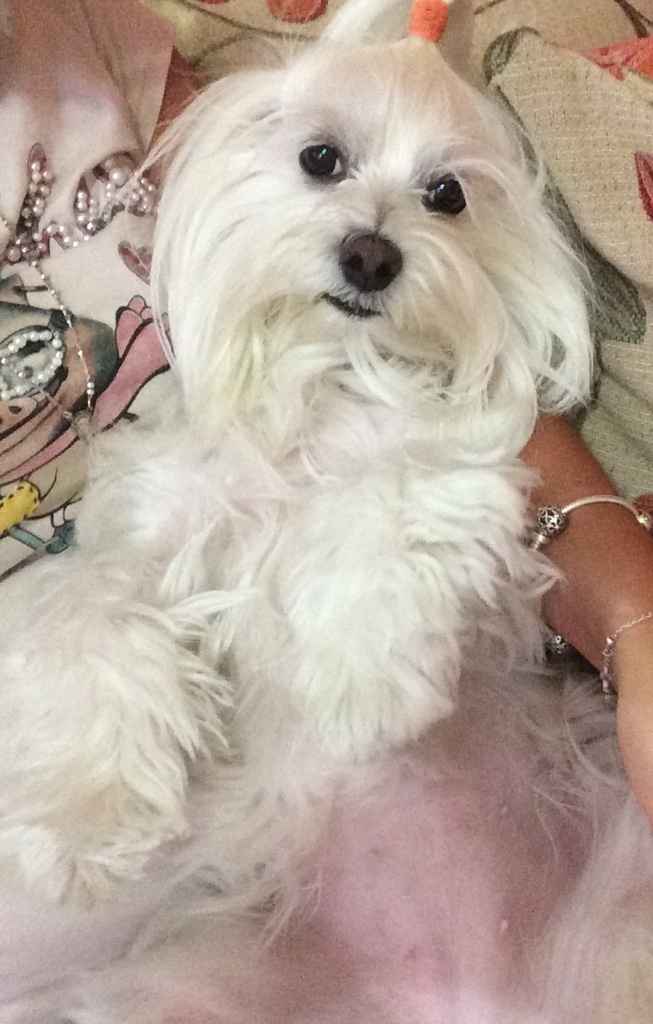 Le foto dei vostri animali - 1