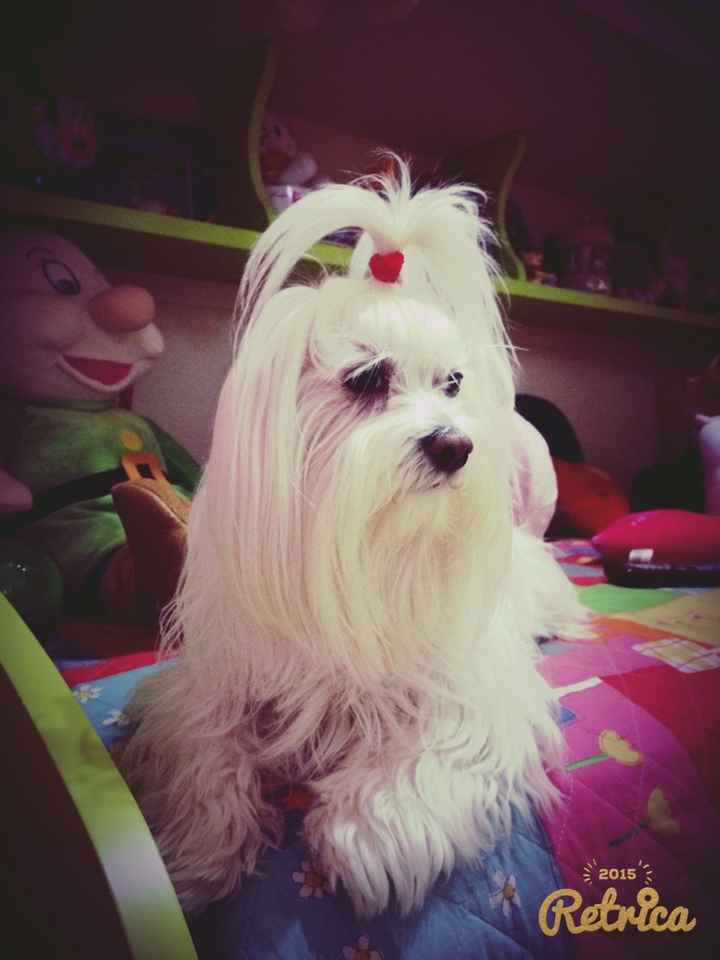 Le foto dei vostri animali - 2