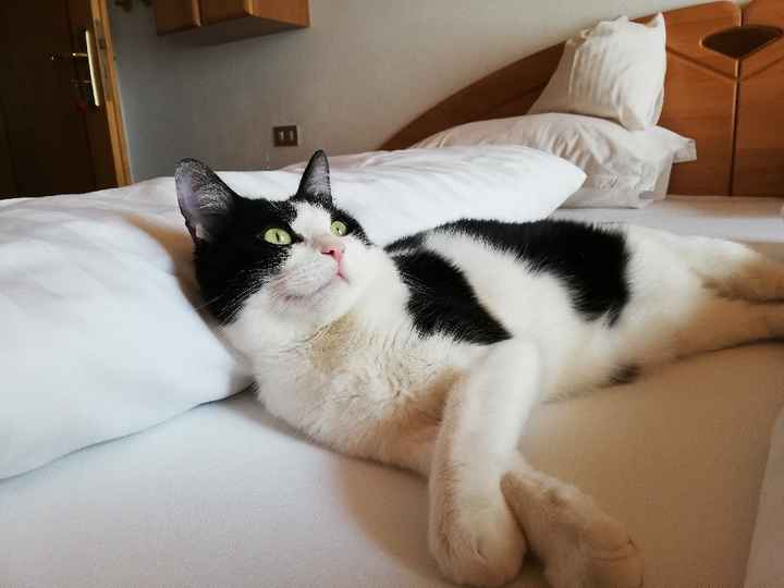 Collaboratori pelosi ❤️ - 1