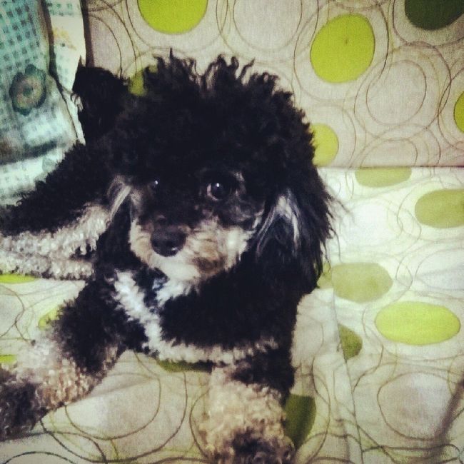 Convivenze pelose!🐶🐱🐹🐰 - 2