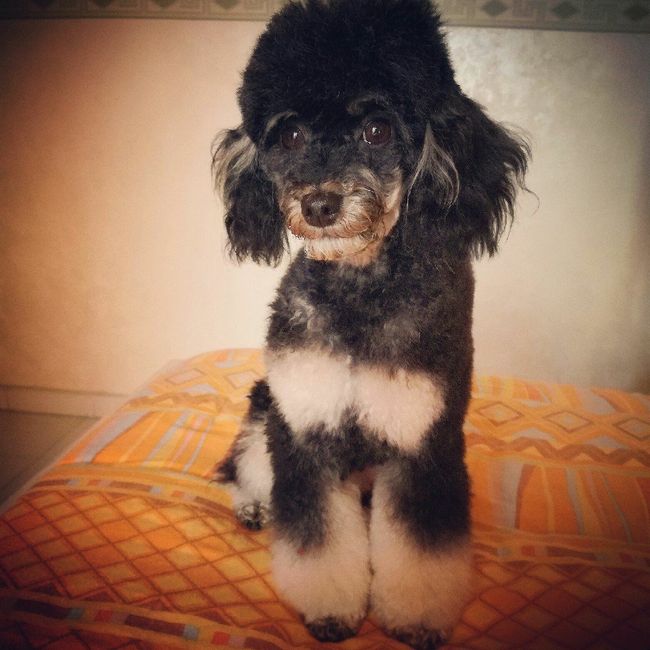 Convivenze pelose!🐶🐱🐹🐰 - 4