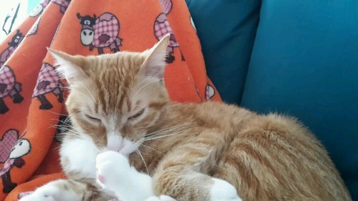 Le foto dei vostri animali - 2