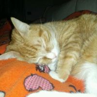 Se amate i vostri animali, non portaeli con voi in viaggio di nozze - 1