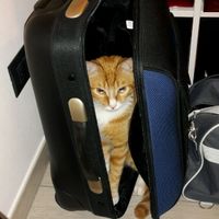 Le foto dei vostri animali - 1