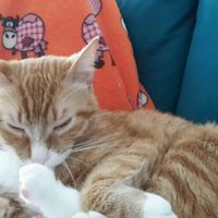 Le foto dei vostri animali - 2