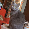 Matteo