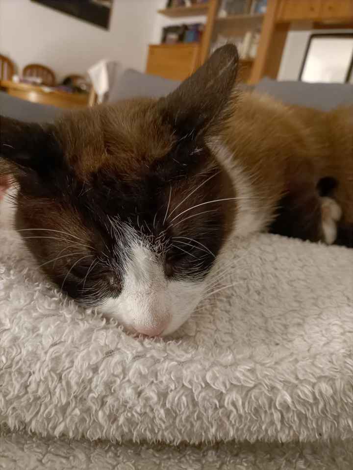 Avete un animale domestico? - 1