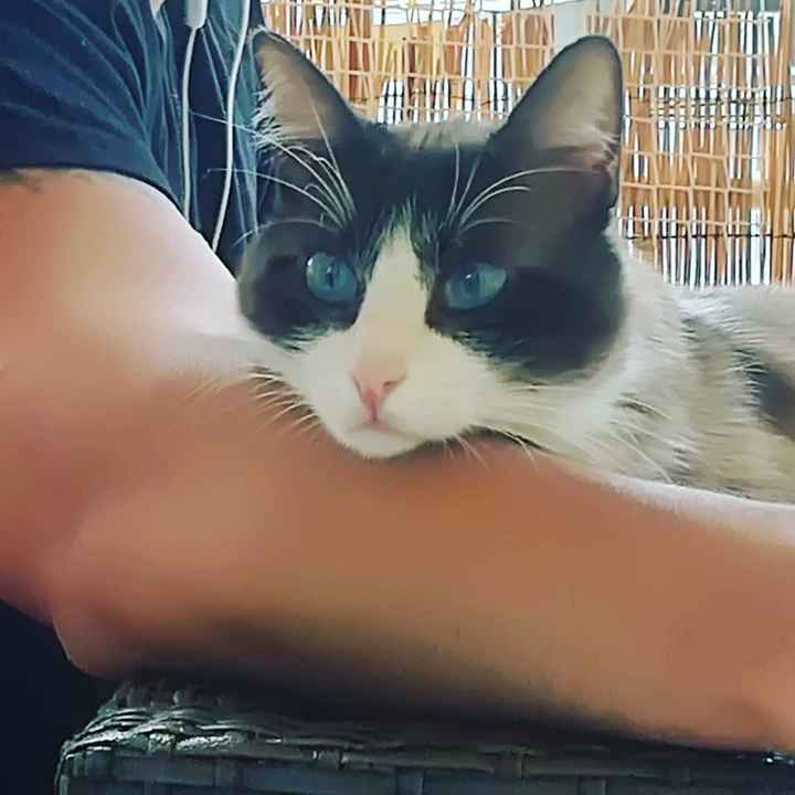 Animali domestici - 1