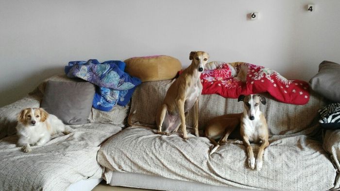 Prenderete un animale domestico? Quale? - 1