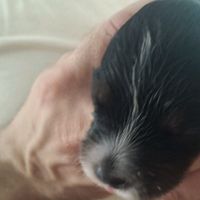 Le foto dei vostri animali - 1