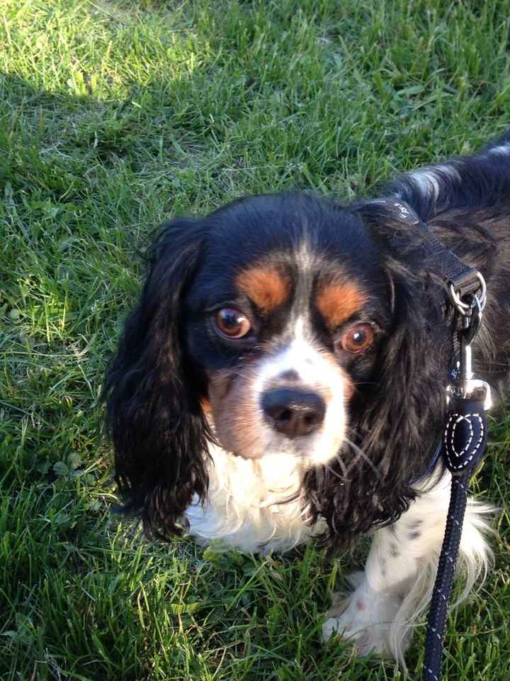 Too cute: i vostri amici animali - 1