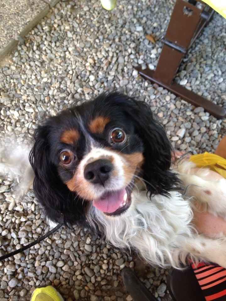 Le foto dei vostri animali - 1