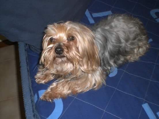 Too cute: i vostri amici animali - 1