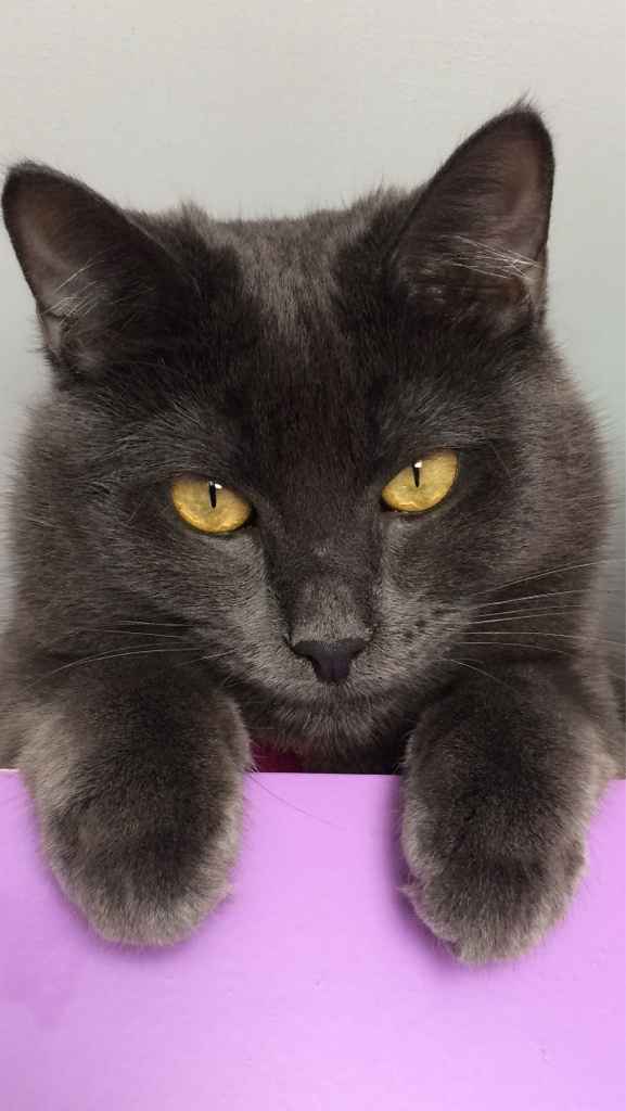 La mia tiara....e il mio buffo  peloso! - 1