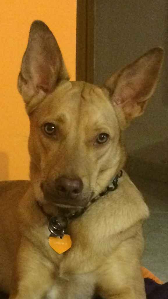 La mia tiara....e il mio buffo  peloso! - 1