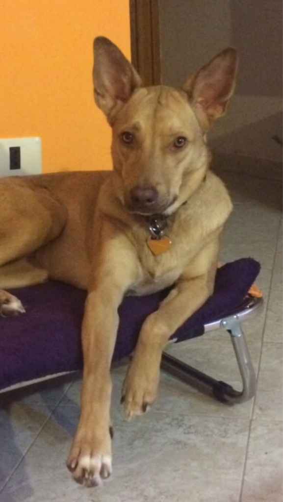 Animaletti in casa - 1