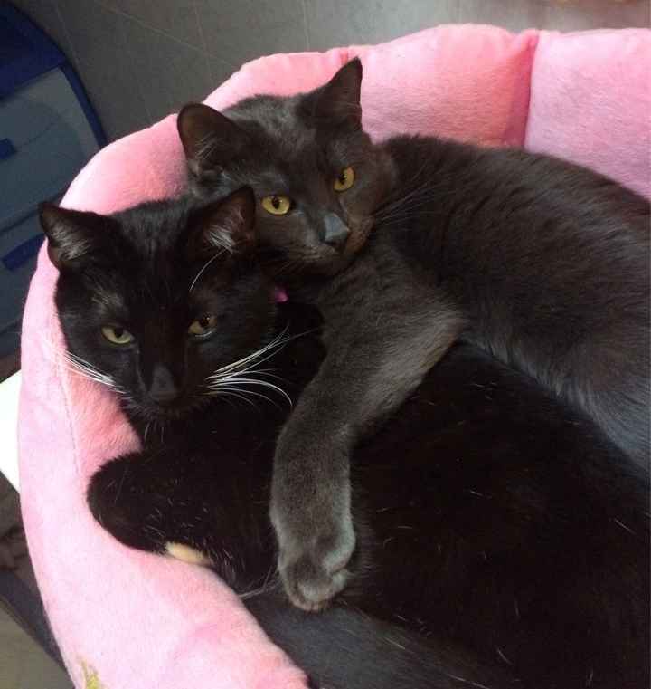 Animaletti in casa - 2