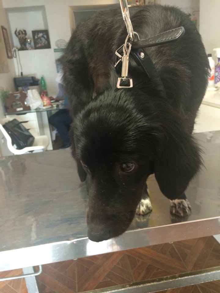 Pomeriggio da......cani!! - 1