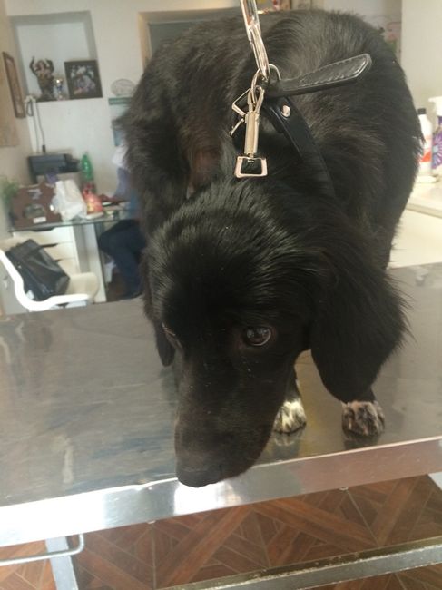 Pomeriggio da......cani!! - 1