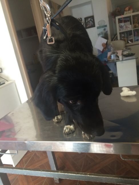 Pomeriggio da......cani!! - 2