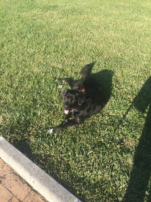 Pomeriggio da......cani!! - 3