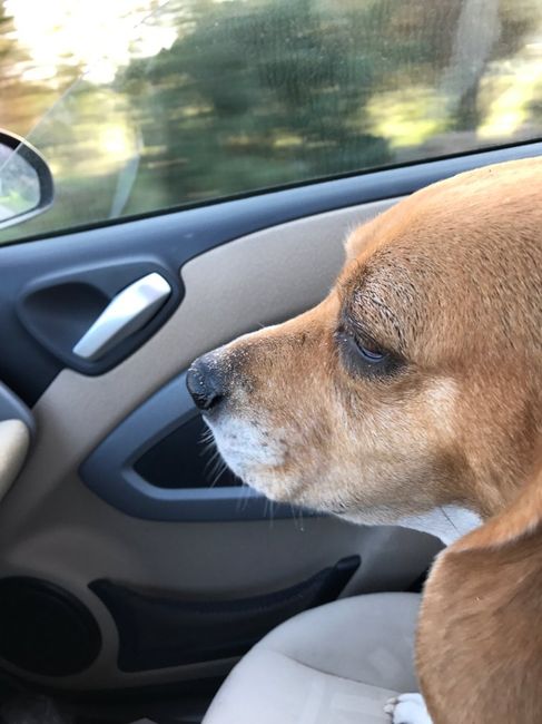 Chi come me ha un animale domestico che farà parte del  matrimonio? - 1