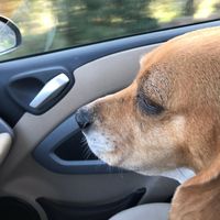 Chi come me ha un animale domestico che farà parte del  matrimonio? - 1