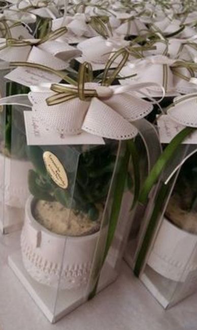 Bomboniere piantine grasse 29