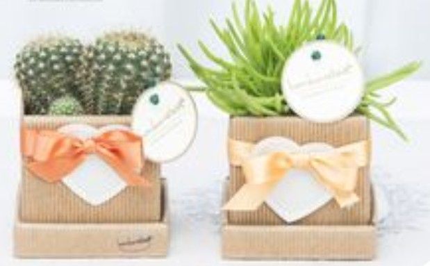 Bomboniere piantine grasse 30