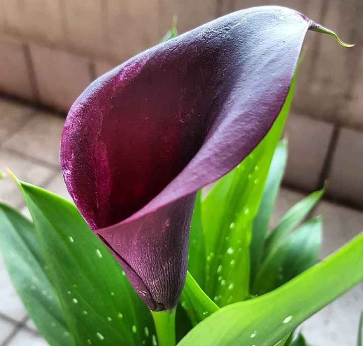 Tema Lavanda 💜 - 1