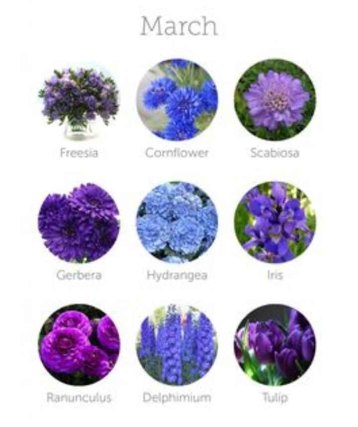 Come scegliere i fiori 💐 - 3