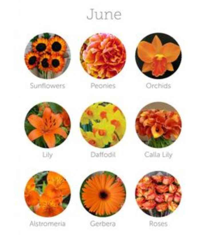 Come scegliere i fiori 💐 - 6