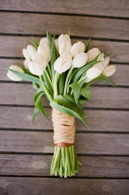 tulipani