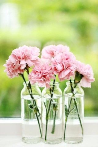 Garofano rosa