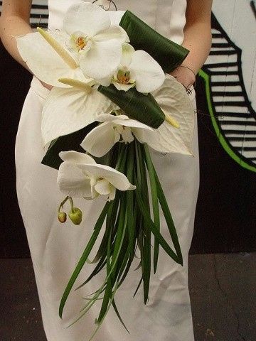 Orchidee