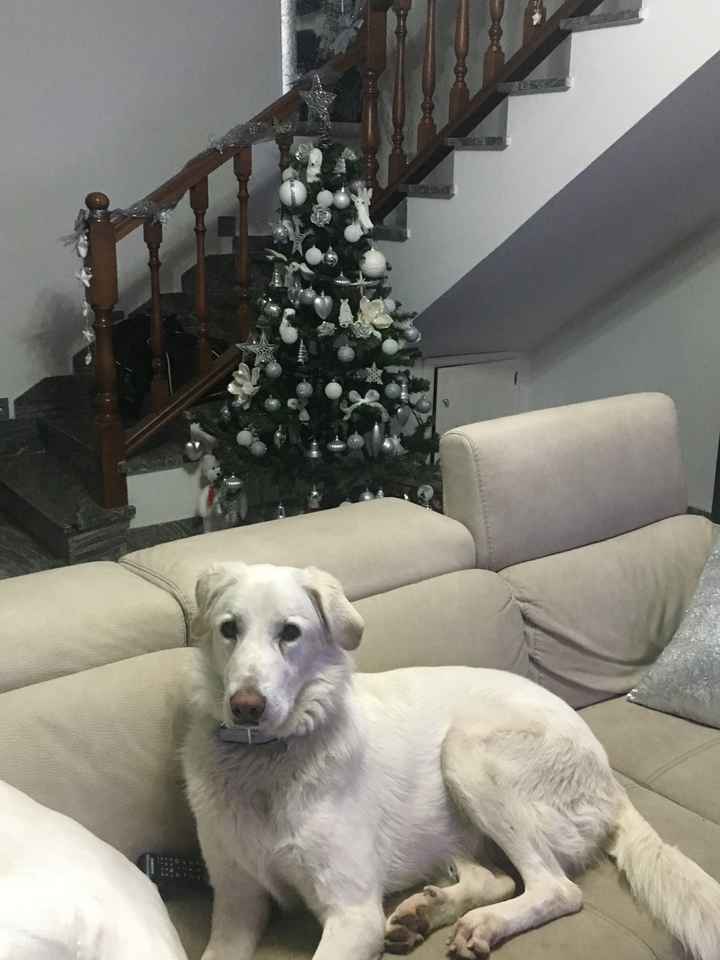 Foto con i vostri bimbi pelosi - 1