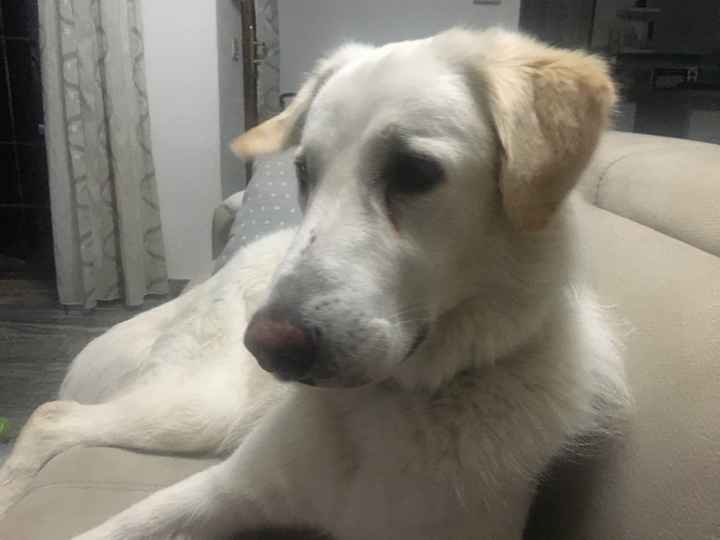 Il mio amico a 4 zampe ha ritirato il suo abito - 1