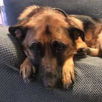  Viaggio di nozze e amici a 4 zampe! - 1