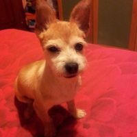 Raccolta di foto con i nostri animali - 1