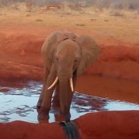 Watamu safari Kenya - 1