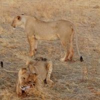 Watamu safari Kenya - 2