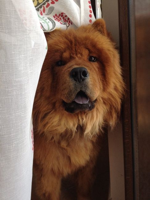 Too cute: i vostri amici animali - 1