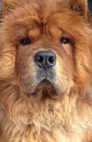 I nostri cuccioli - 4