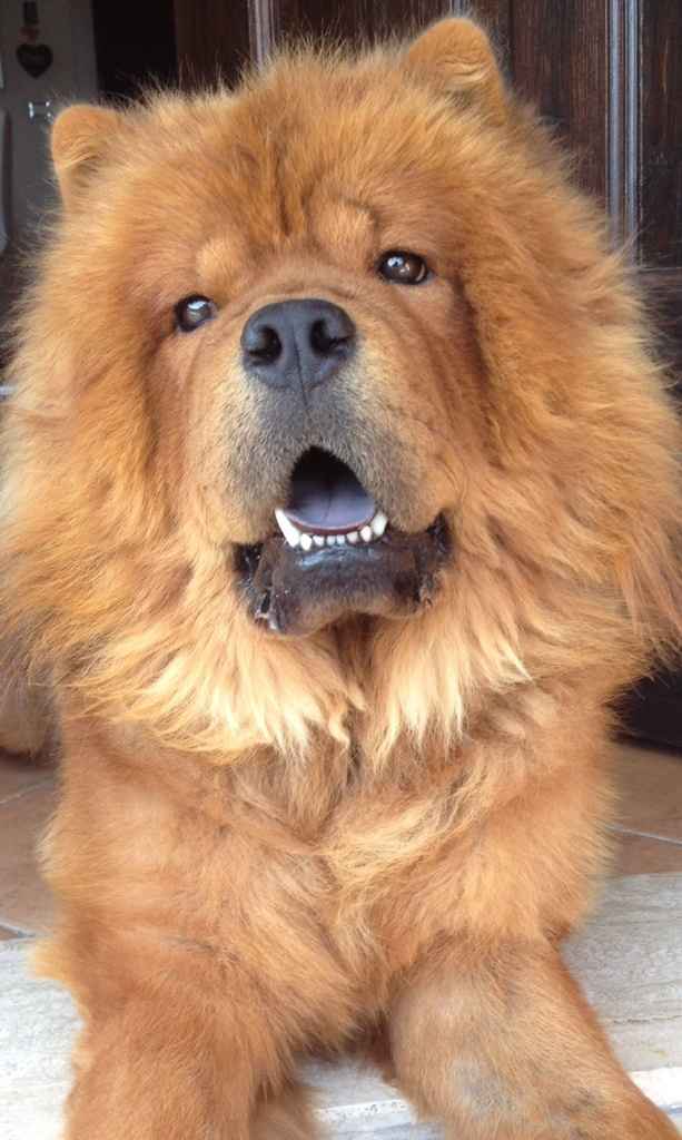 I nostri amici animali.. - 1