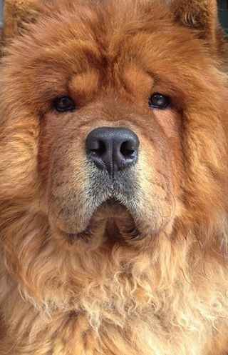 I nostri cuccioli - 4