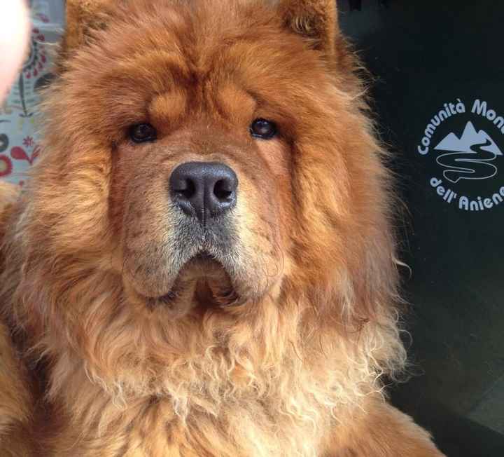 Vivere insieme.... a loro - 1