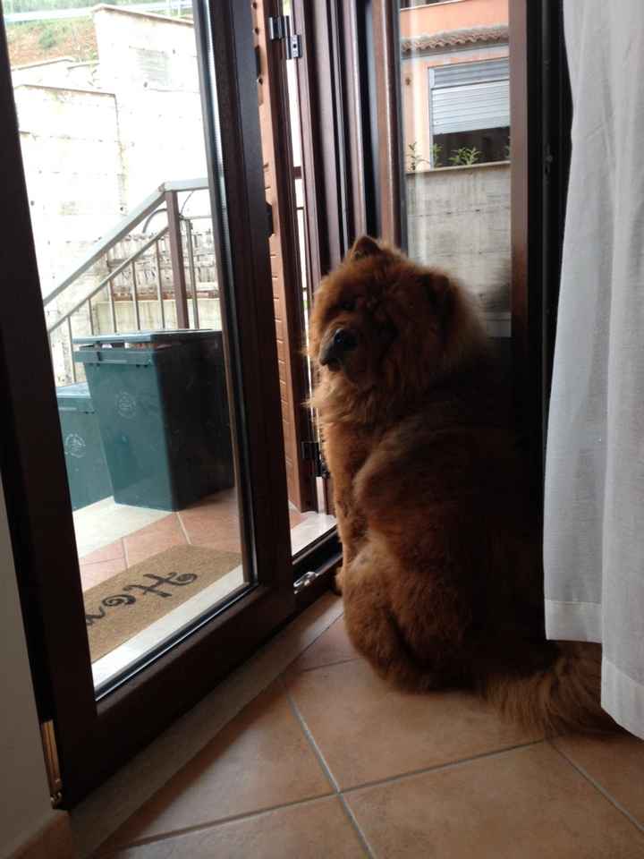 I nostri cuccioli - 1