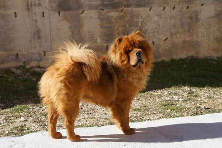 I nostri amici animali.. - 1